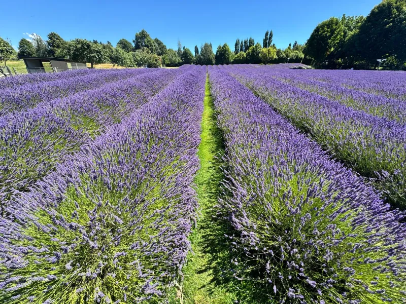 Terroir in a Bottle: Seven Family Farms Growing America's Next Great Perfume Notes