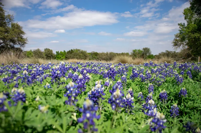 Smelling America: Perfumers Bottling Bluebonnets, Cedar Smoke, and the Fog Off the Pacific